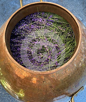 Fresh lavender ready for distilling in copper pot