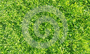 Fresh lawn grass. Grass golf courses green lawn pattern texture. Green grass texture background. Top view of grass in garden. Lawn