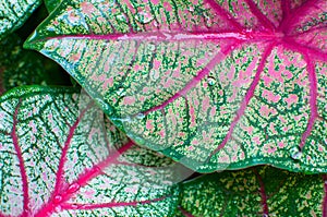 Fresh leaf Caladium photo