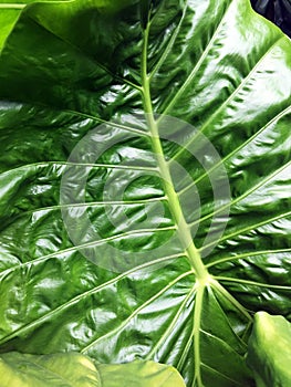 A fresh leaf of Colocasia gigantea