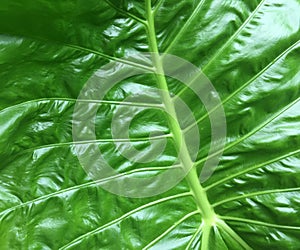 A fresh leaf of Colocasia gigantea