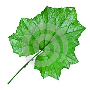 Fresh leaf cutout