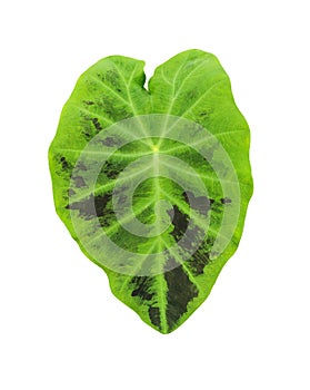 Fresh leaf of Elephant ear plant isolated on white background without shadow. Taro leaf with mottled green and black