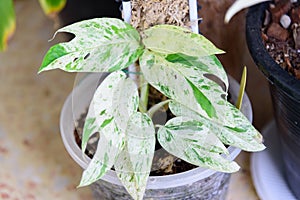 Fresh Leaf of epipremnum pinnatum marble plant
