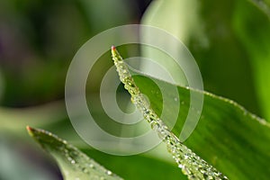 Fresh leaf of garden flowering plant in sunlight in springtime close-up photography.