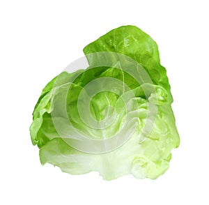 Fresh leaf of green butter lettuce isolated on white