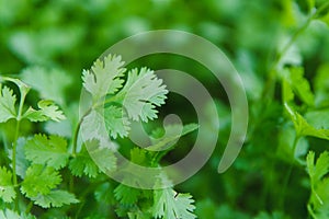 Fresh leaf green coriander in a garden. Vegetable coriander for health is used as a food ingredient in thailand