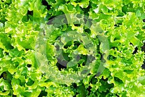 Fresh leaf green lettuce plant cultivation ona organic farm