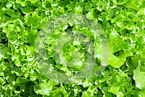 Fresh leaf green lettuce plant cultivation ona organic farm