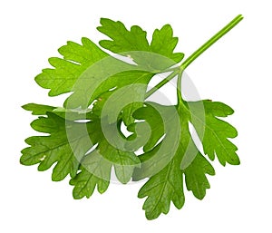 Fresh leaf of green parsley isolated on white background