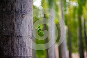 Fresh Leaf Growing on Tall Tree Trunk in Forest
