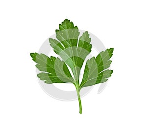 Fresh leaf herb parsley isolated