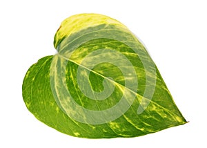 Fresh leaf from indoor decorative liana Scindapsus isolated macro photo