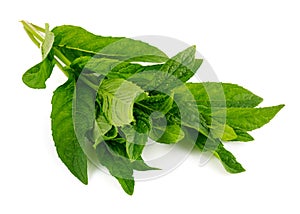 Fresh leaf mint green herbs ingredient