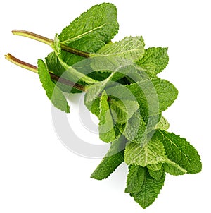 Fresh leaf mint green herbs ingredient