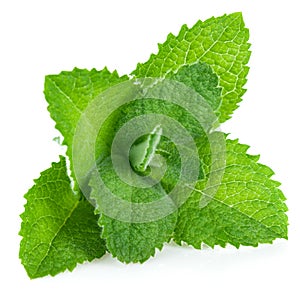 Fresh leaf mint green herbs ingredient