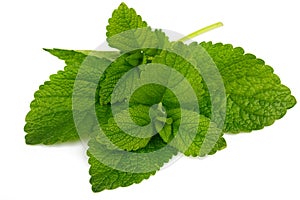 Fresh leaf mint green herbs ingredient. Vector illustration. Illustrative editorial use only.