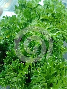 Fresh leaf of parsley green shining