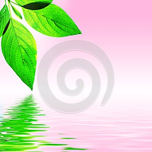 Fresh Leaf, Pink Sky and Water