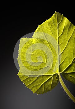 Fresh leaf pumpkin on a