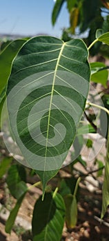 Israel Sandbox tree leaf