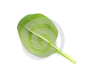 Fresh leaf of spinach isolated on white,