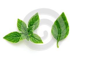 Fresh leaf and sprig of basil on a white background, isolated. Top view, flat lay