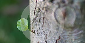 Fresh leaf on tree trunk