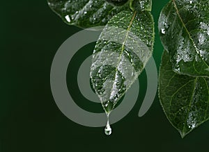 Fresh leaf with water drop falling