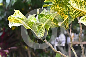 Fresh leafe in a small tree, Big and cute leaf