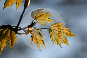 Fresh leafs in early spring