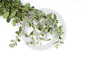 Fresh leafs of thyme