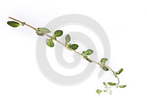 Fresh leafs of thyme herbs