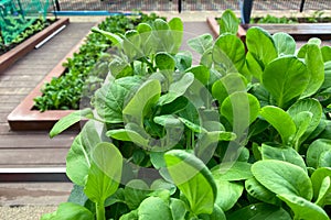 Fresh leafy produce growing in community allotment garden in HDB heartland. This residential urban farm is popular with local flat