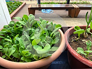 Fresh leafy produce growing in a pot, in community allotment garden in HDB heartland. This residential urban farm is popular with