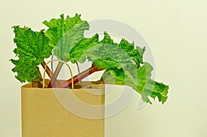 Fresh leafy rhubarb