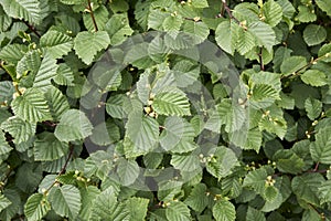 Fresh leaves of Alnus incana