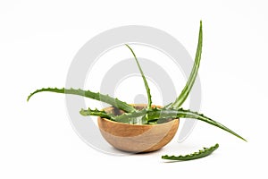 Fresh leaves of the aloe plant lie in a wooden bowl, isolated on a white background