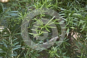 Asparagus falcatus close up photo