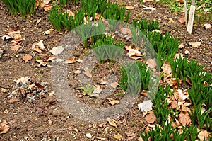 Fresh leaves of autumn crocusses in flowerbed in spring garden