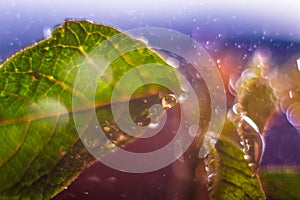 Fresh leaves with big drops. Abstract bokeh background. Macro scenery