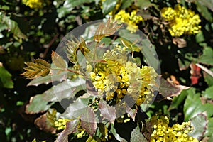 Fresh leaves and blossom of Mahonia aquifolium