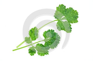 Fresh leaves and brach coriander with water drop