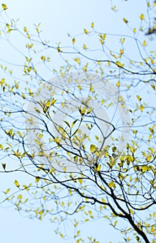Fresh leaves and branches of dogwood (Cornus florida)