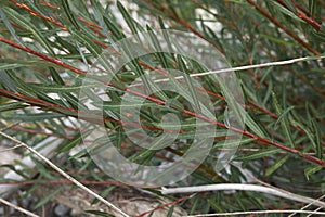 Salix eleagnos angustifolia branches photo