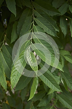 Fresh leaves of Cananga odorata tree