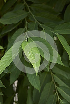 Fresh leaves of Cananga odorata tree