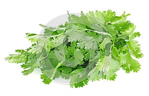 Fresh leaves of cilantro