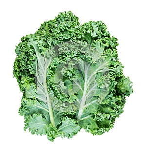 fresh leaves of curly-leaf kale (leaf cabbage