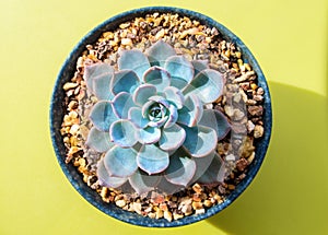 Fresh leaves detail of Echeveria peacockii Succulent plant